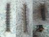 Lymantria dispar
